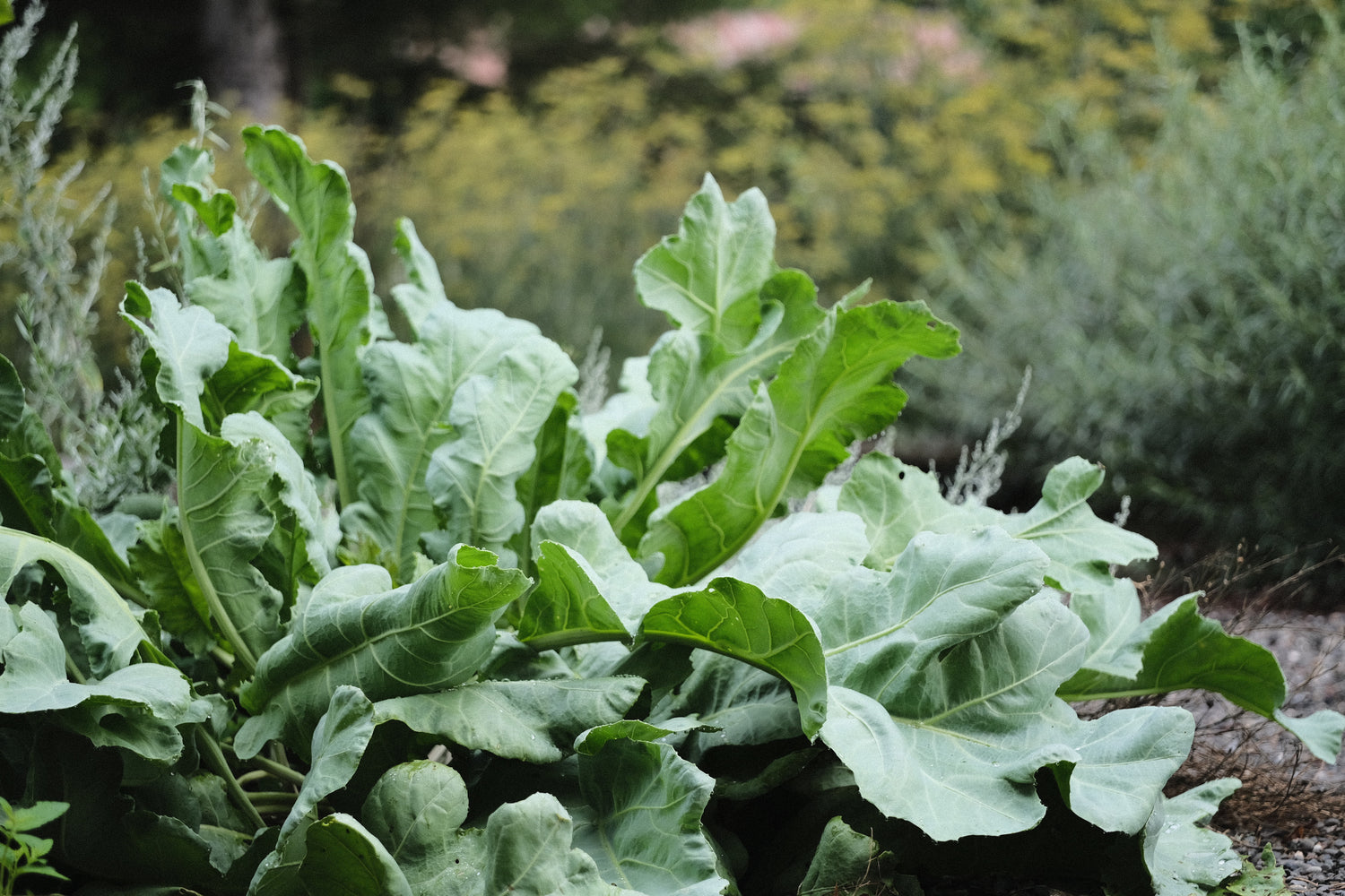 Edimental Plants
