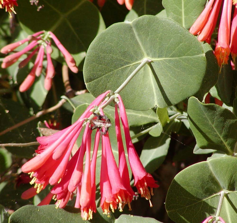 Honeysuckle