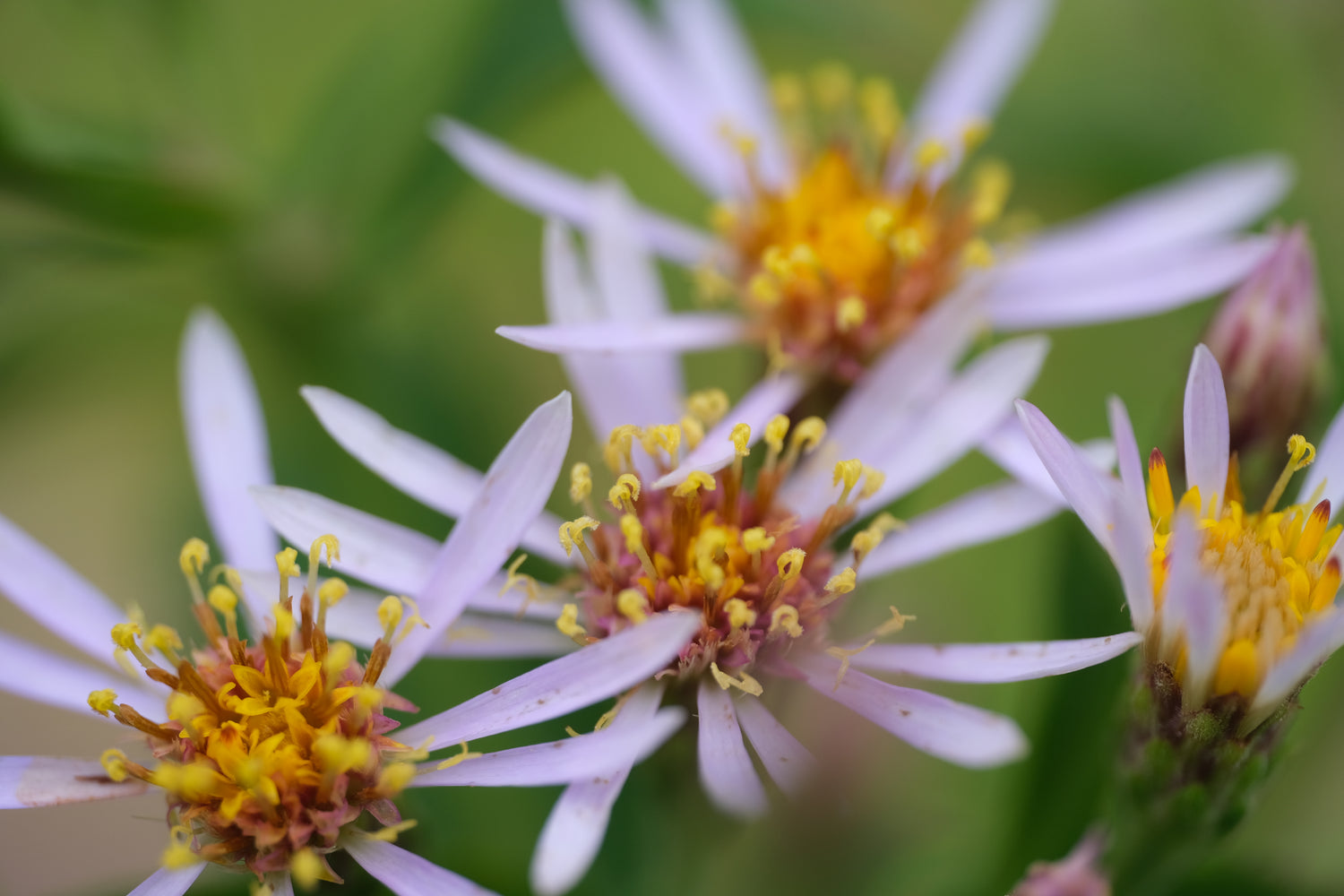 Clay Tolerant Plants