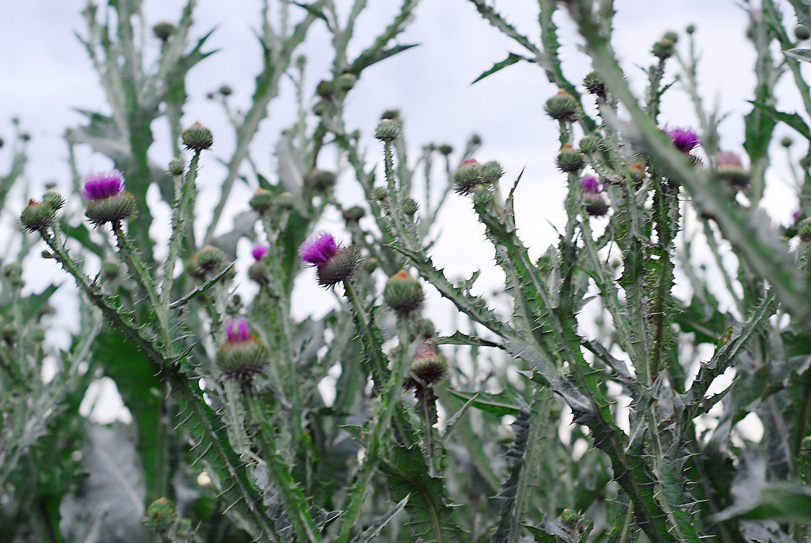 Architectural Plants