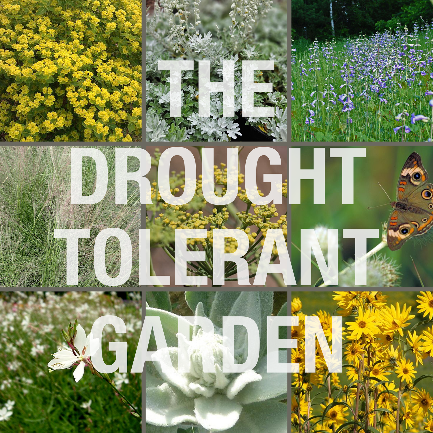 The Drought Tolerant Garden – The Old Dairy Nursery & Gardens