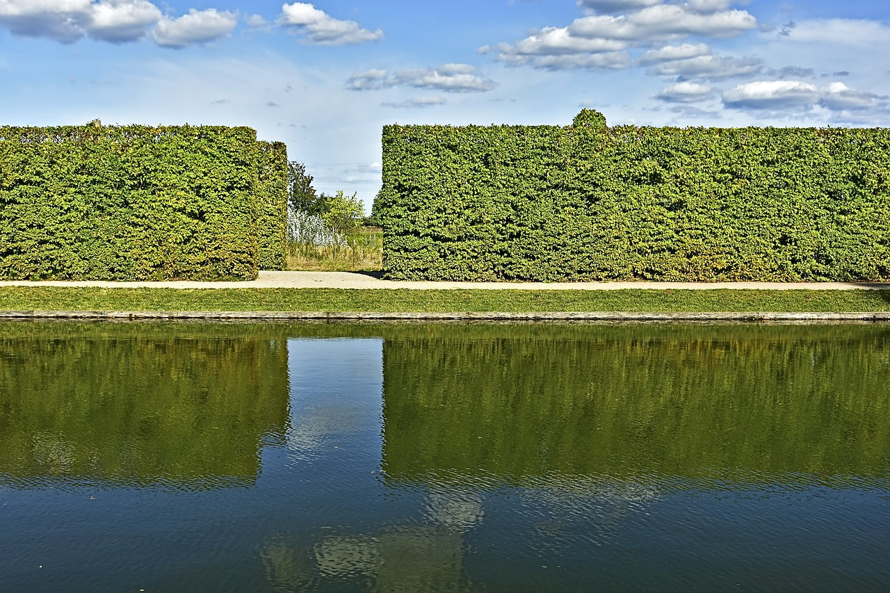 Hornbeam