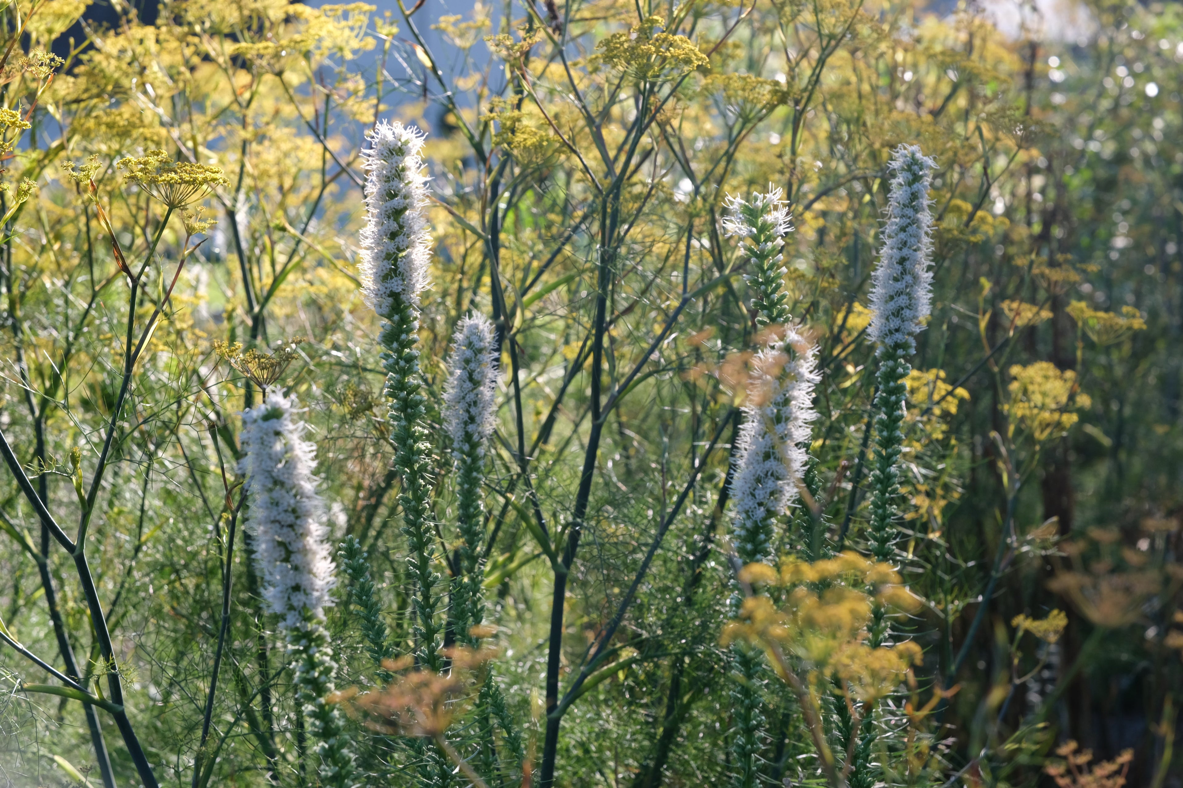 See-through Plants