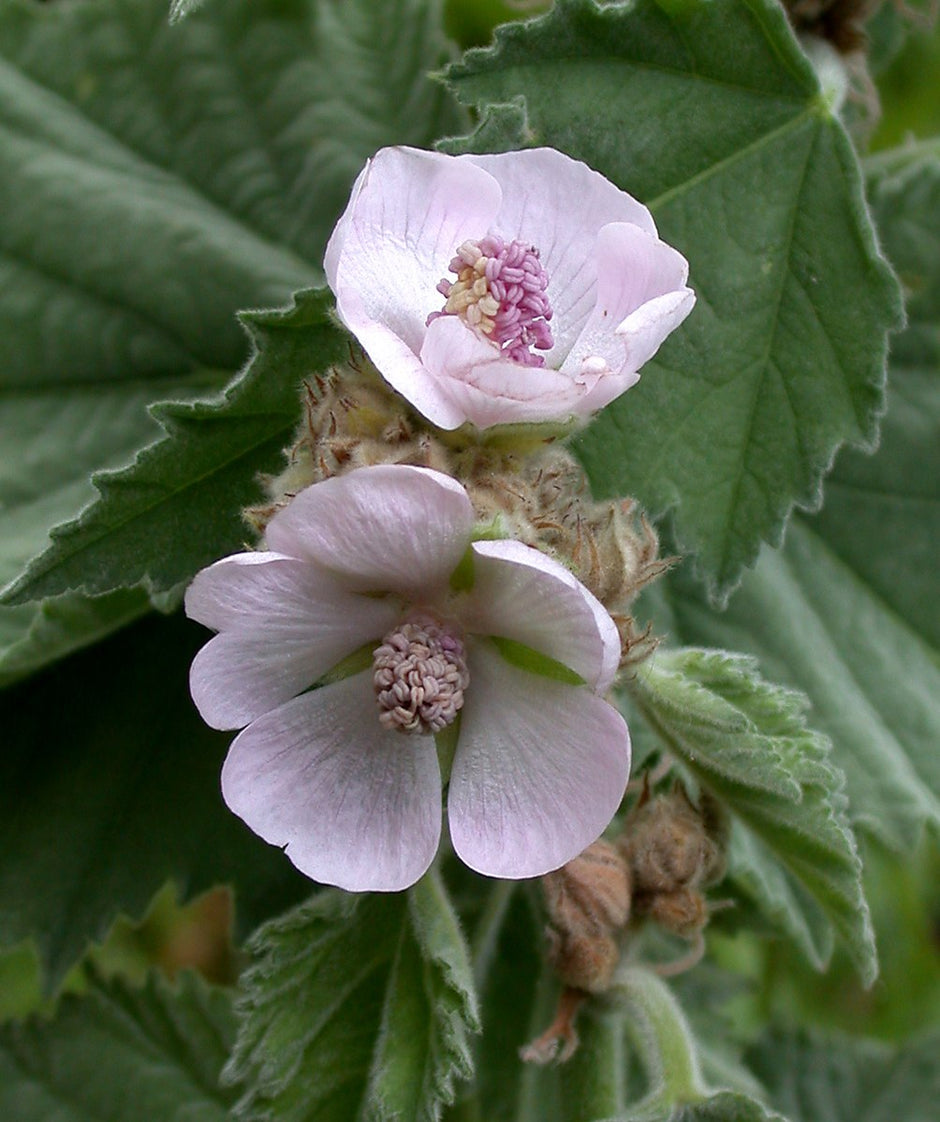 Althaea cannabina | palm-leaf marshmallow – The Old Dairy Nursery & Gardens