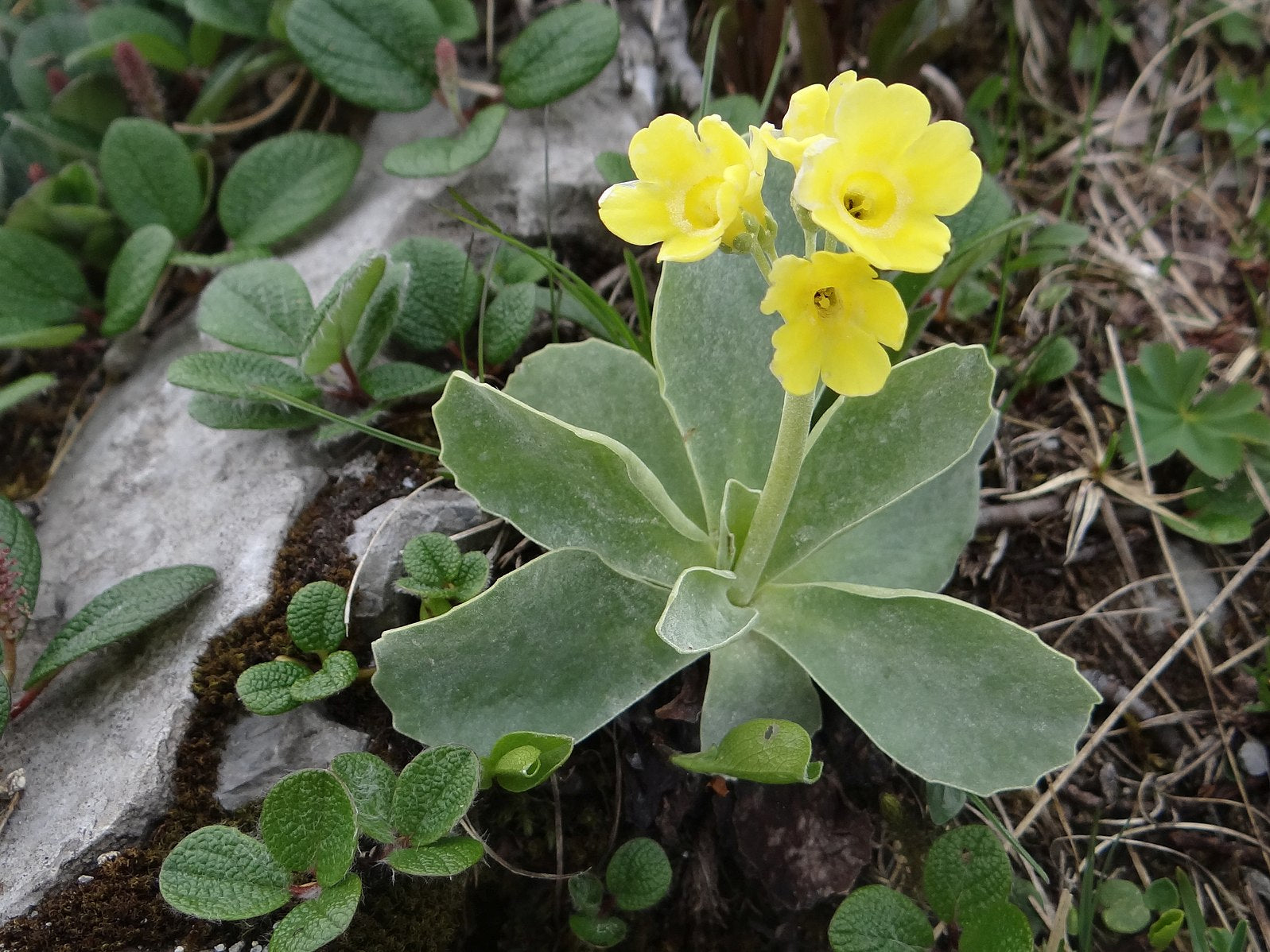 Primula auricula | bear's ear – The Old Dairy Nursery & Gardens