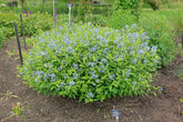 Amsonia tabernaemontana var. salicifolia (Eastern bluestar) form