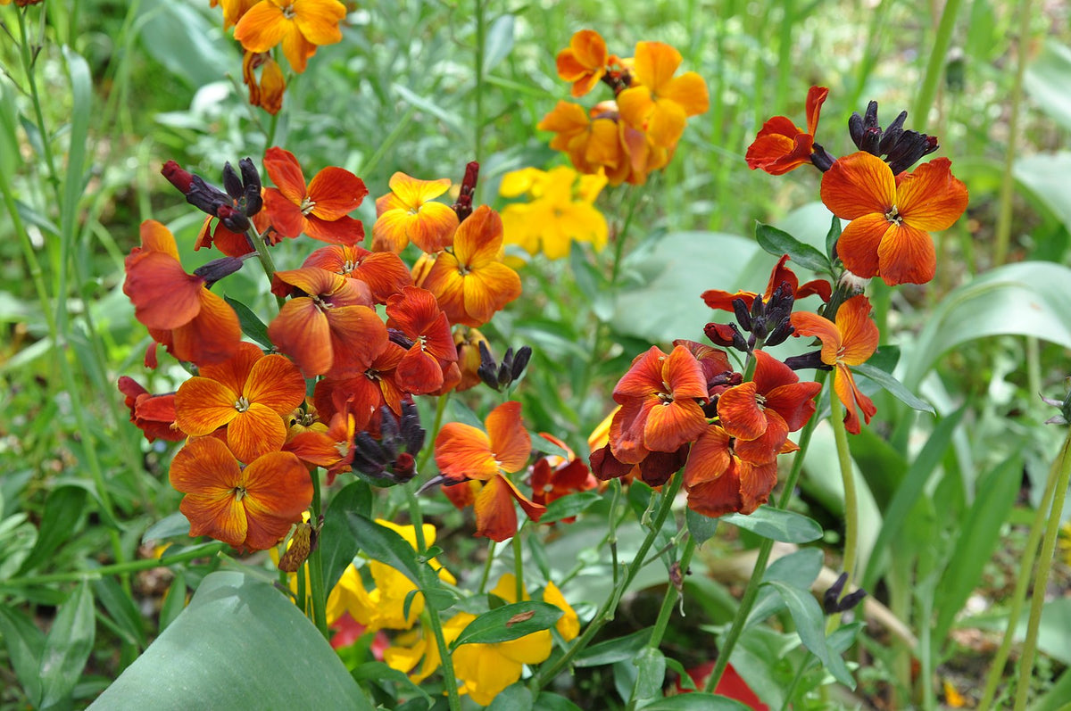 Erysimum cheiri 'Fire King' | wallflower – The Old Dairy Nursery & Gardens