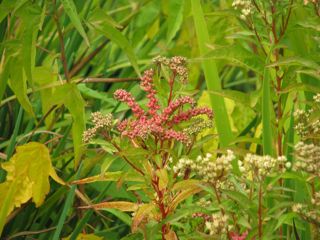 Penthorum sedoides (ditch stonecrop) red blooms and fall foliage