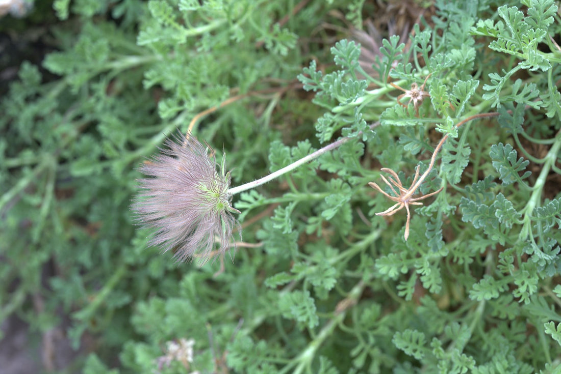 Pterocephalus depressus | carpeting pincushion flower