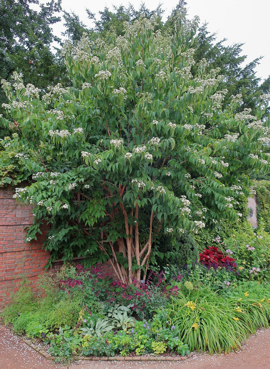 Heptacodium miconioides (seven-sons flower tree) in bloom