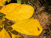 spicebush fall foliahe