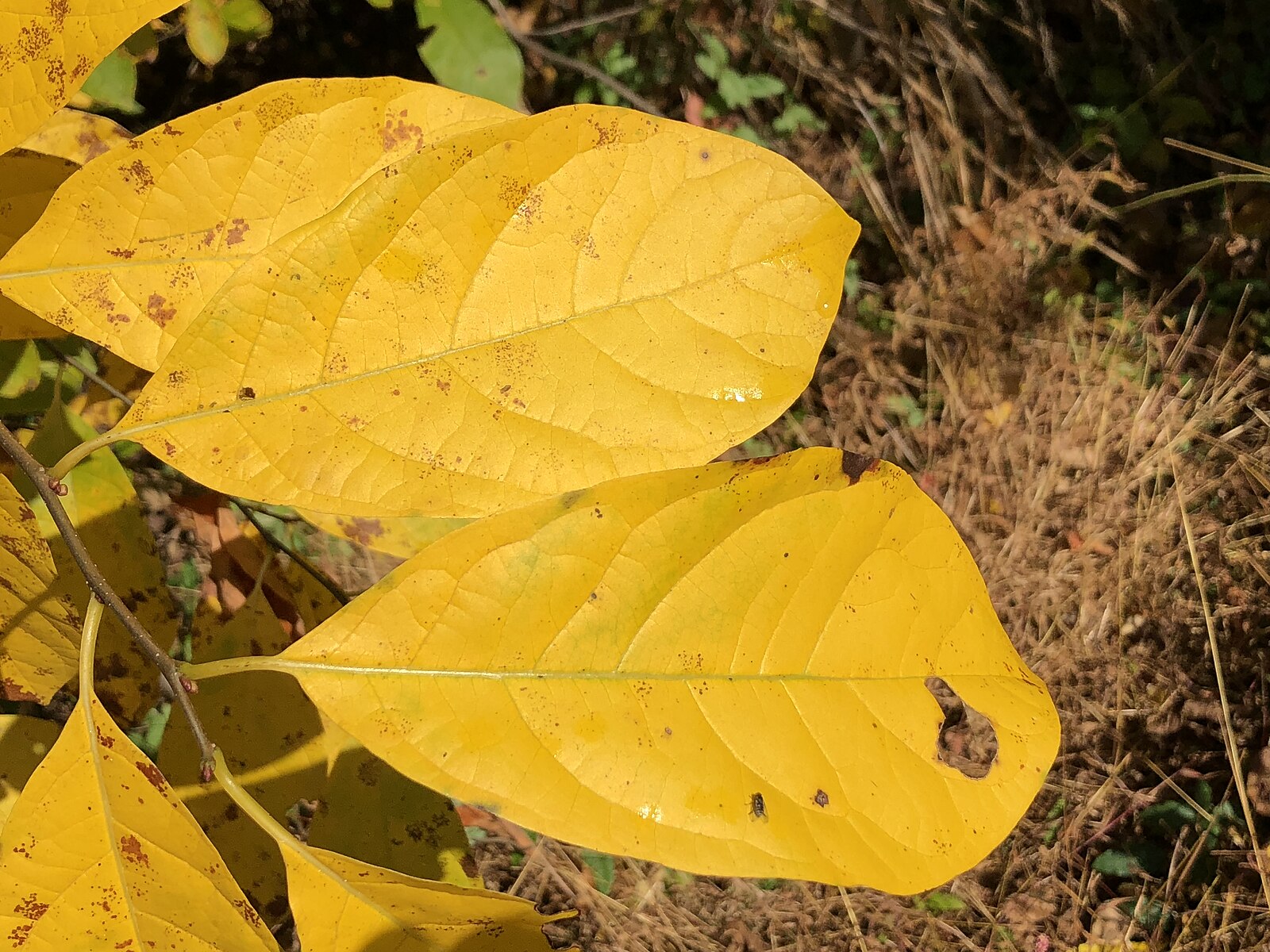 spicebush fall foliahe