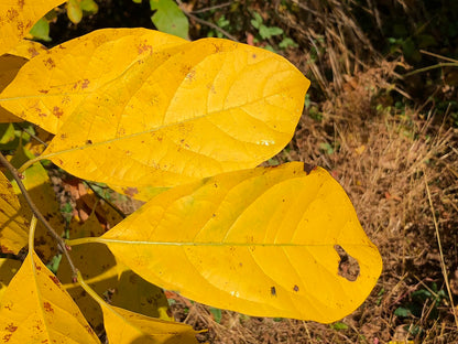 spicebush fall foliahe