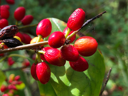 common spicebush fruit