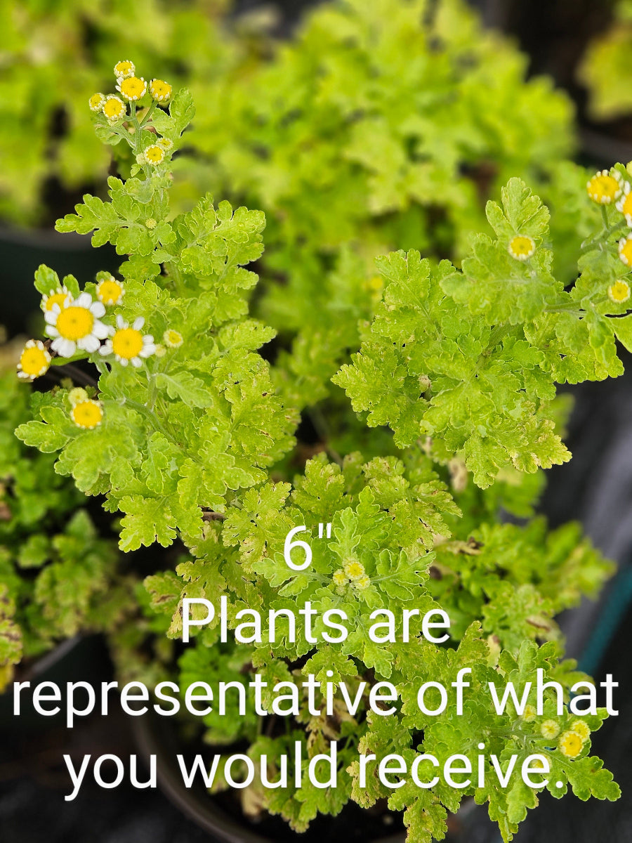 sale size plant in pot