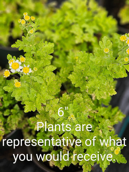 sale size plant in pot