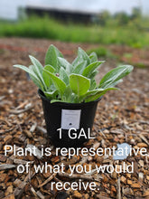 sale size plant in pot