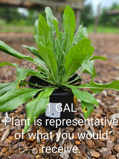 sale size plant in pot