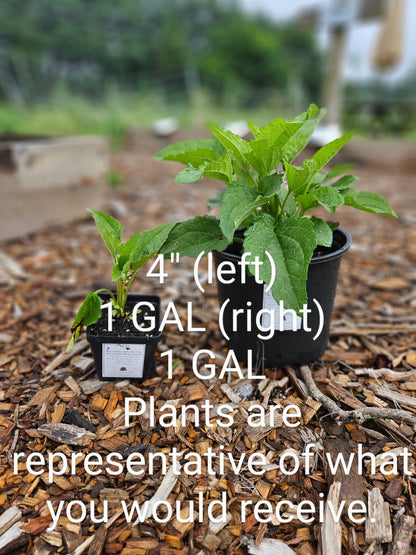 sale size plant in pot