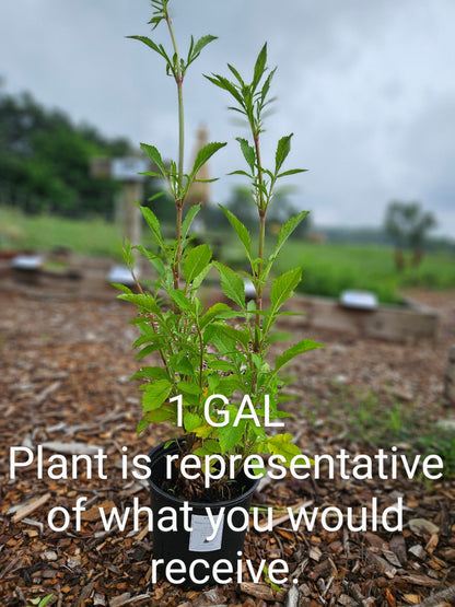 sale size plant in pot
