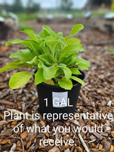 digitalis apricot in pot