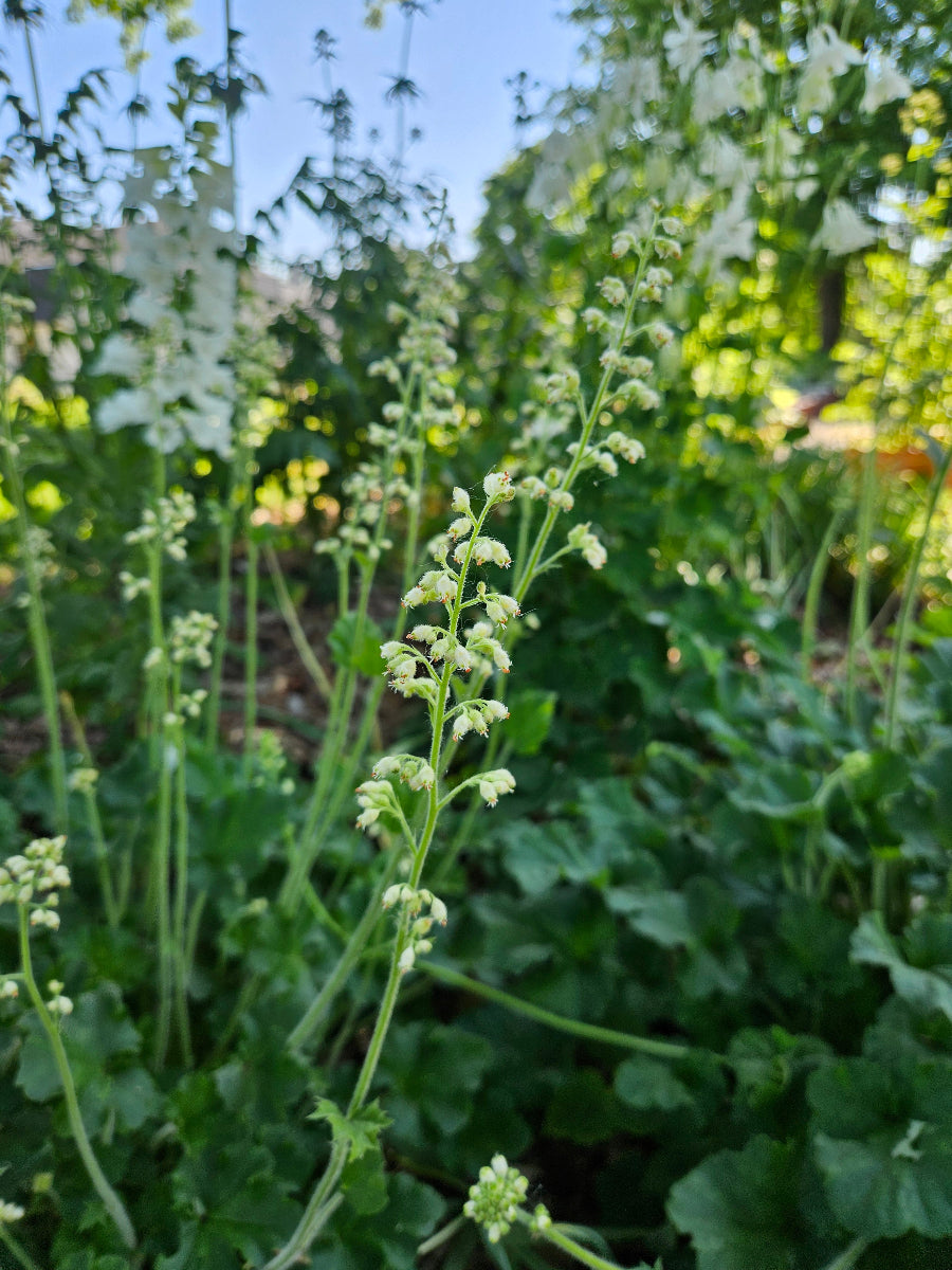 heuchera in bloom
