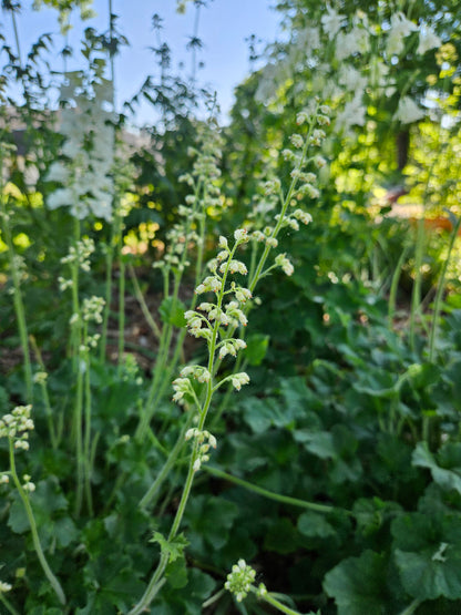 heuchera in bloom