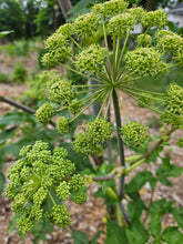 angelica archangelica green flowers