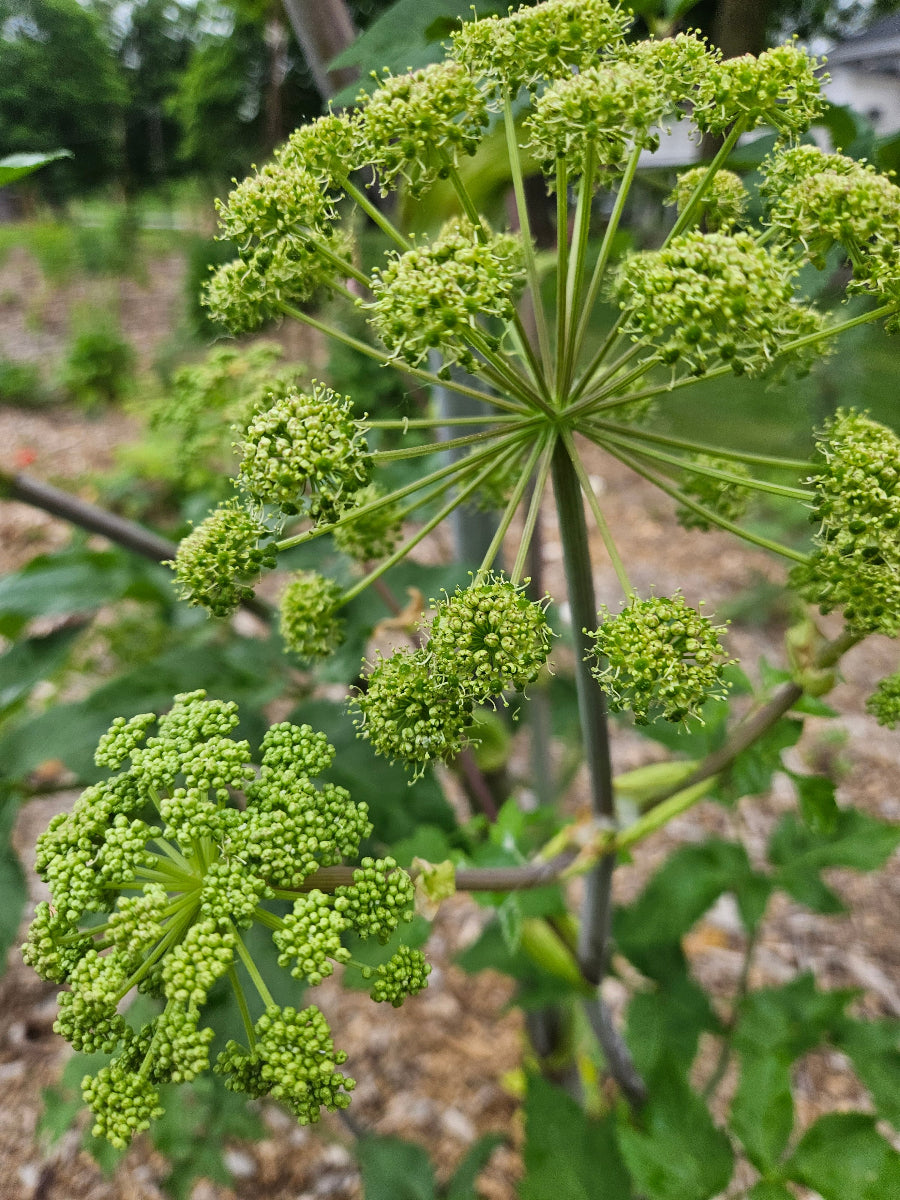 angelica archangelica green flowers