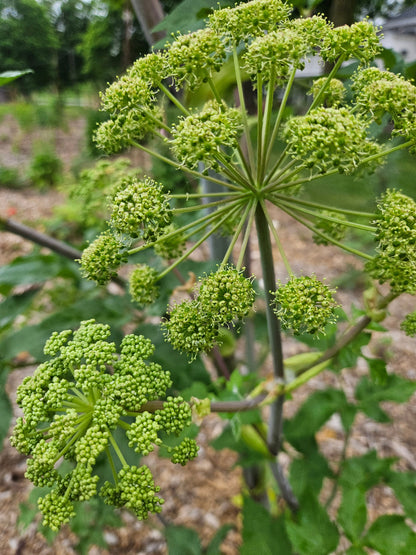 angelica archangelica green flowers