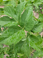angelica archangelica foliage