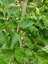 angelica archangelica green foliage