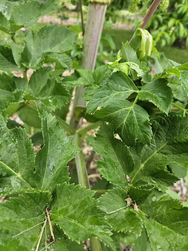 angelica archangelica green foliage