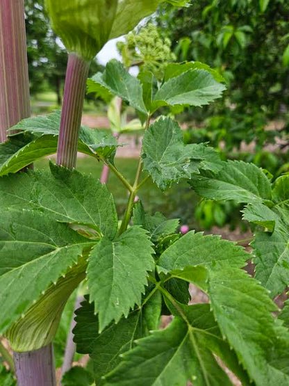 angelica archangelica stems and leaves