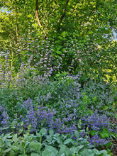 phlomoides tuberosa with catmint and lambs ear in garden