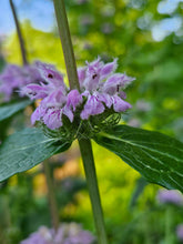 phlomoides tuberosa  flower