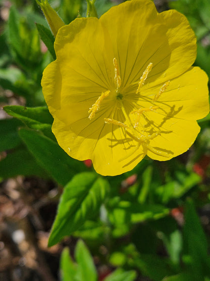 Oenothera pilosella single flower