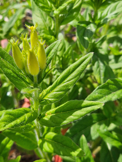 Oenothera pilosella buds and foliage