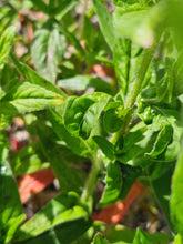 Oenothera pilosella foliage