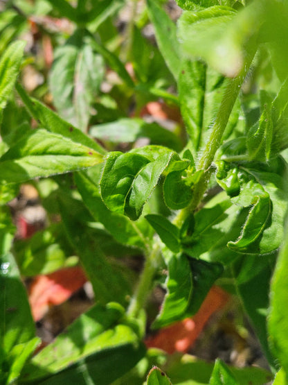Oenothera pilosella foliage
