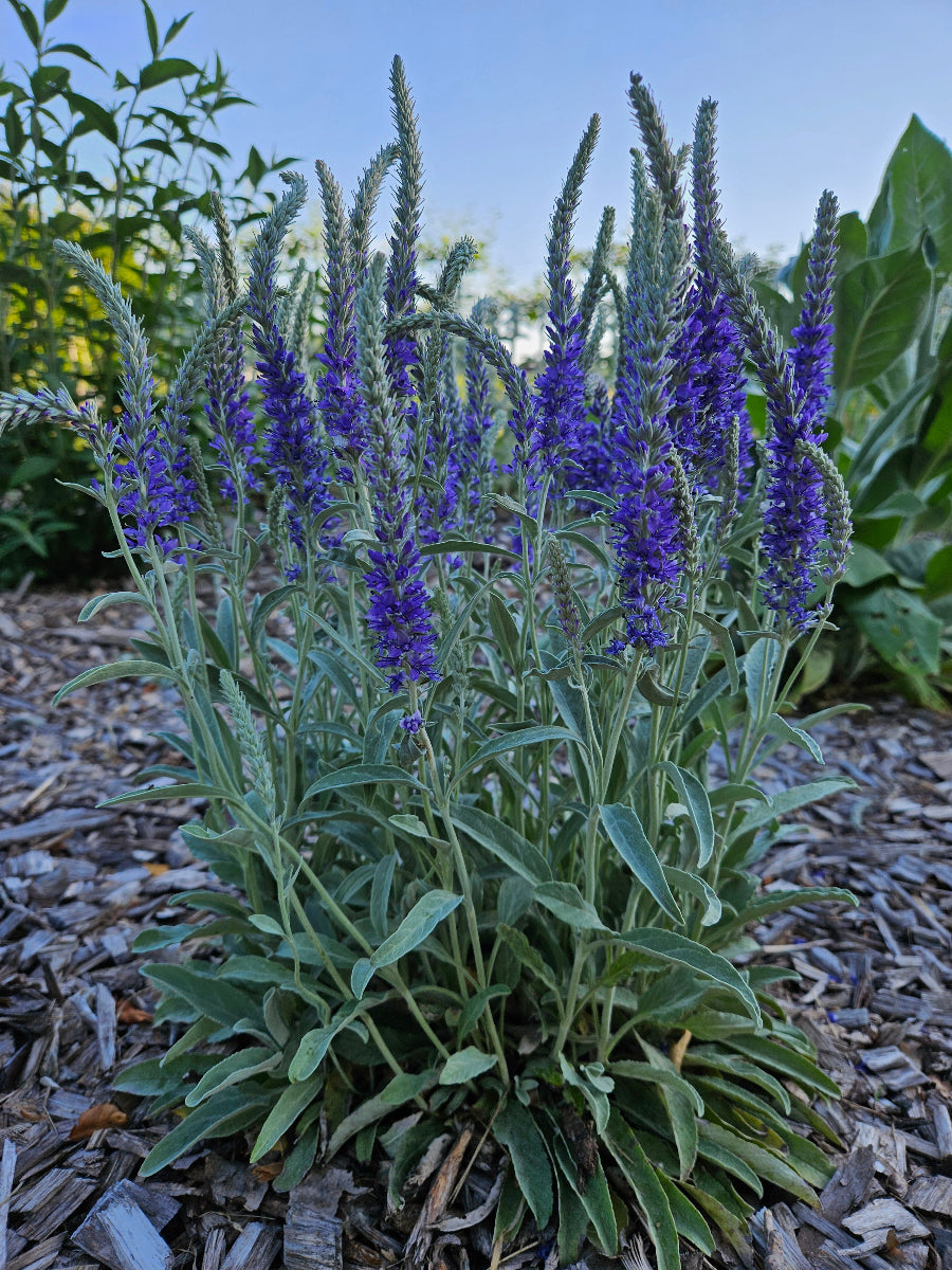 Veronica incana 'Silbersee' | silver speedwell – The Old Dairy Nursery ...