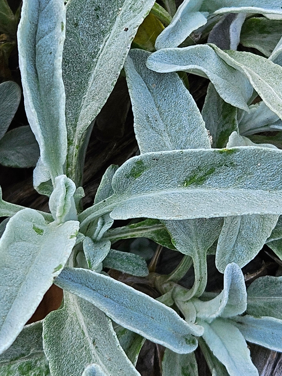 Veronica incana 'Silbersee' | silver speedwell – The Old Dairy Nursery ...