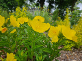 Oenothera pilosella in the garden