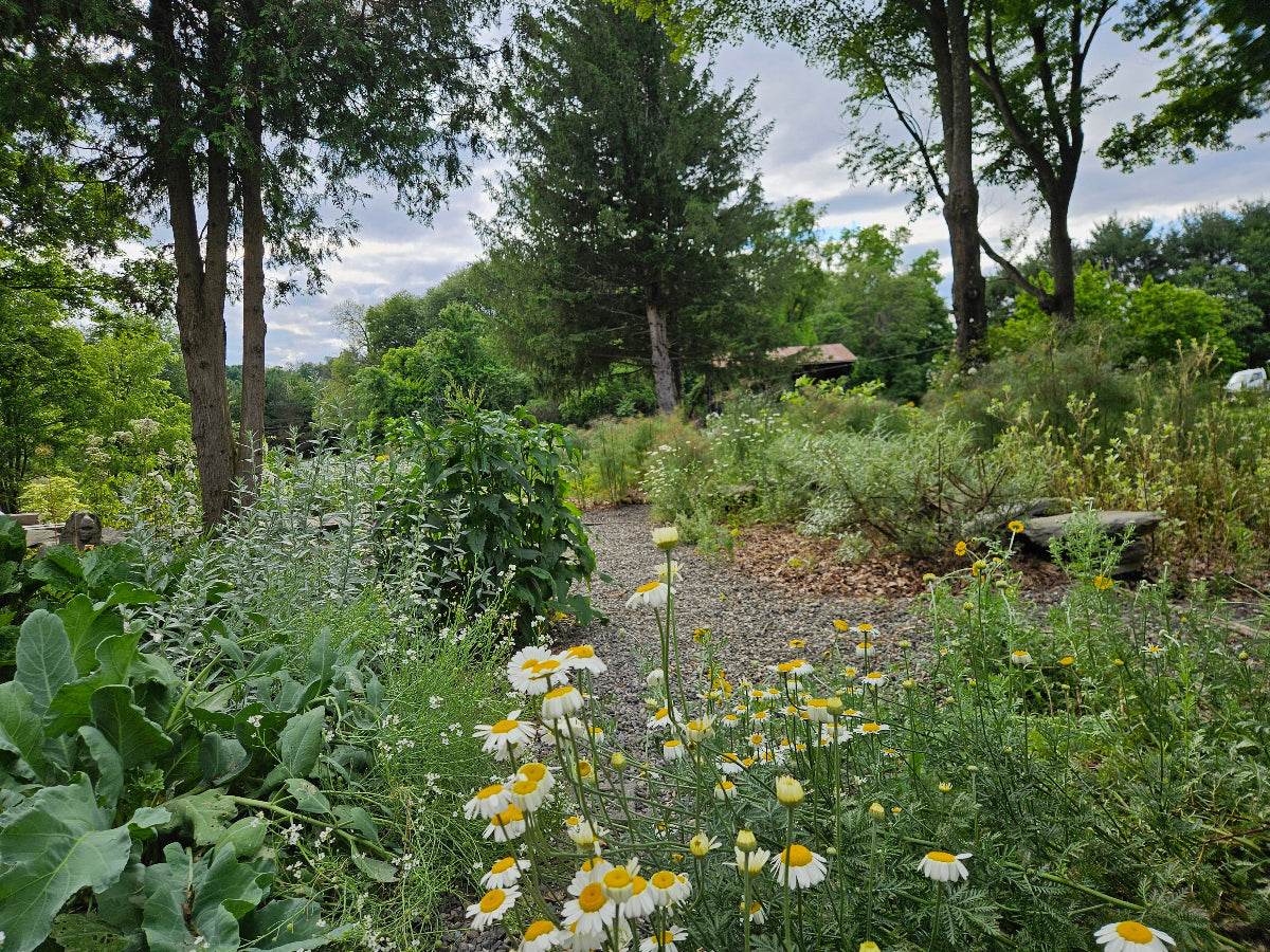 early summer garden at the old dairy