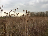 Dipsacus sativus (Fuller&