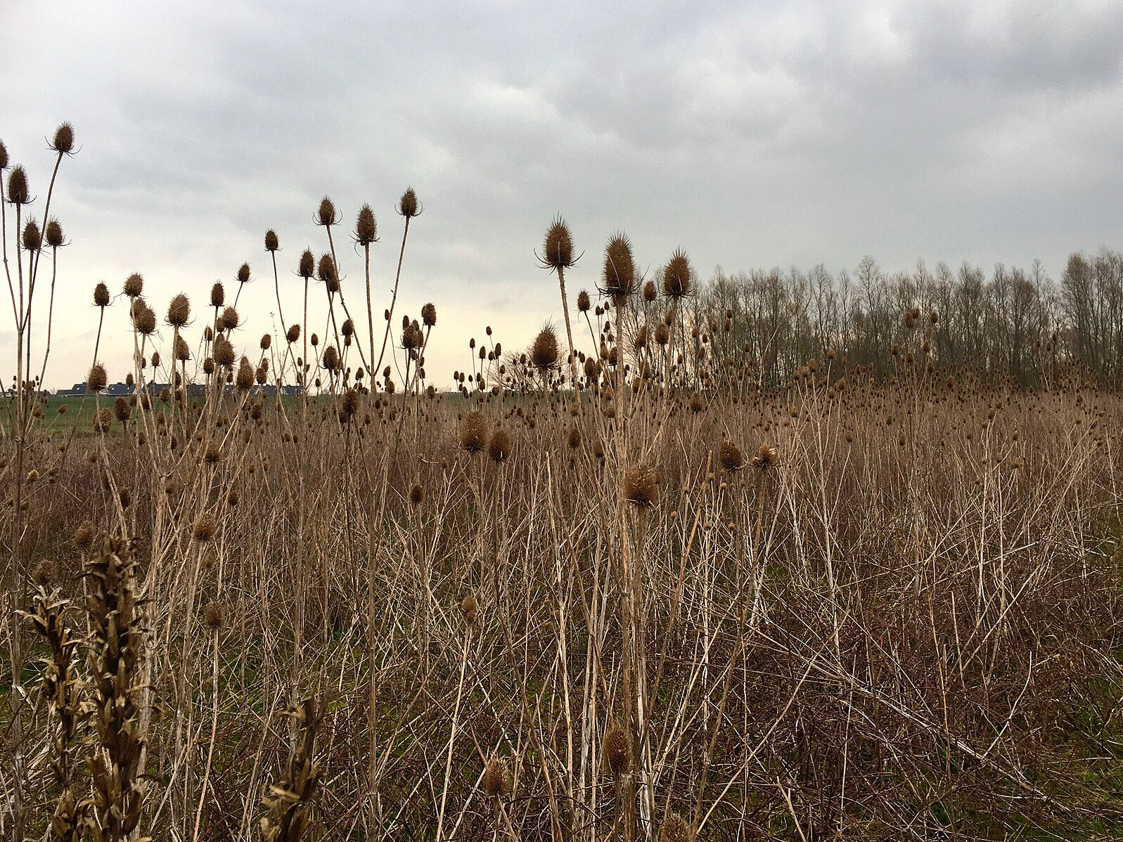 Dipsacus sativus (Fuller&