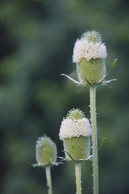 Dipsacus sativus (Fuller&