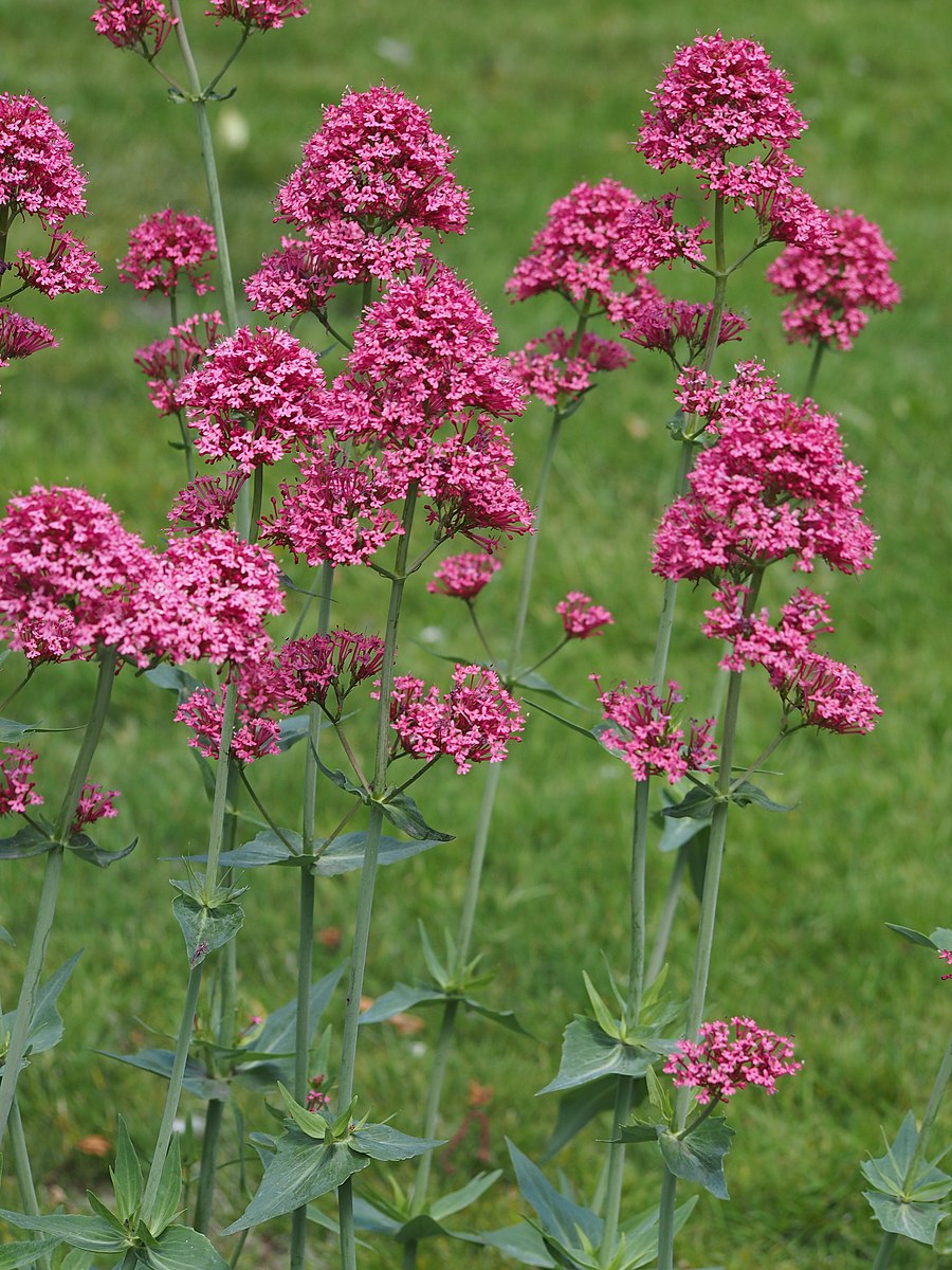 Centranthus ruber (red valerian) red flowers