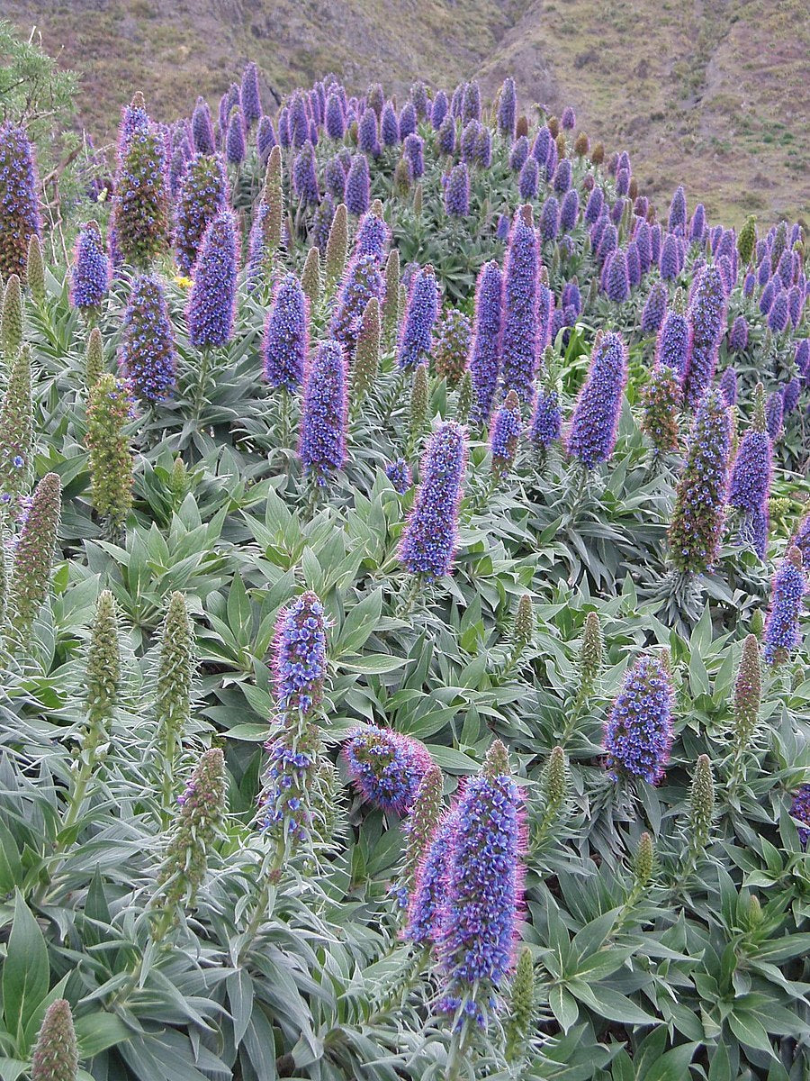 Echium candicans | Pride of Madeira