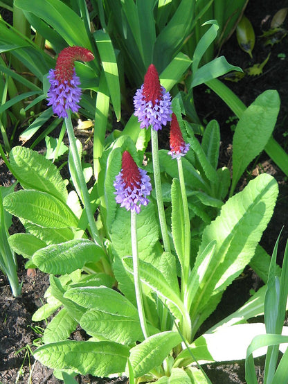 Primula vialii | orchid primrose